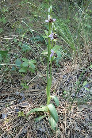 Ophrys heterochila \ Verschiedenlippige Ragwurz (anderer Standort), Samos,  Potami 15.4.2017 