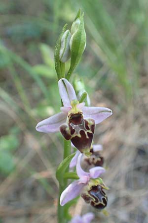 Ophrys heterochila \ Verschiedenlippige Ragwurz, Samos,  Potami 15.4.2017 