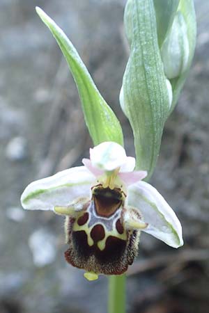 Ophrys heterochila \ Verschiedenlippige Ragwurz, Samos,  Potami 15.4.2017 