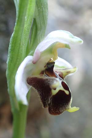 Ophrys heterochila \ Verschiedenlippige Ragwurz, Samos,  Potami 15.4.2017 