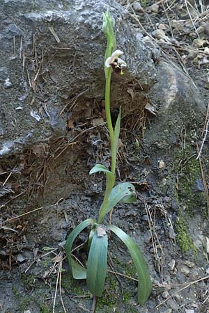 Ophrys heterochila \ Verschiedenlippige Ragwurz, Samos,  Potami 15.4.2017 