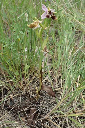 Ophrys samiotissa \ Samiotische Ragwurz / Samian Bee Orchid, Samos,  Spatharei 17.4.2017 