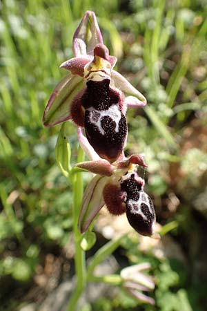 Ophrys reinholdii \ Reinholds Ragwurz / Reinhold's Bee Orchid, Samos,  Potami 15.4.2017 