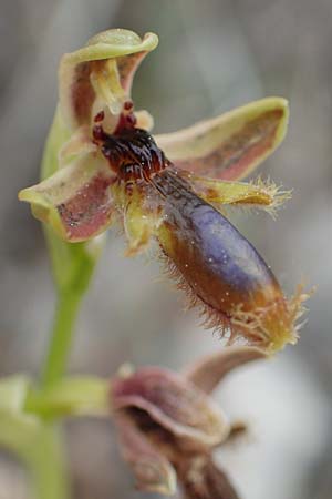 Ophrys regis-ferdinandii \ König-Ferdinand-Ragwurz / King-Ferdinand Bee Orchid, Samos,  Spatharei 17.4.2017 