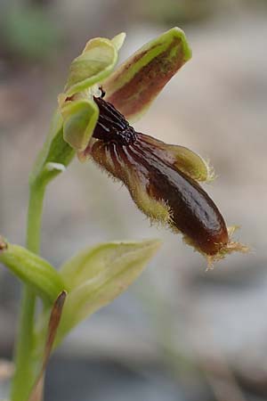 Ophrys regis-ferdinandii \ König-Ferdinand-Ragwurz / King-Ferdinand Bee Orchid, Samos,  Spatharei 17.4.2017 