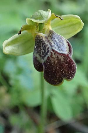 Ophrys parosica / Paros Orchid, Samos,  Potami 15.4.2017 