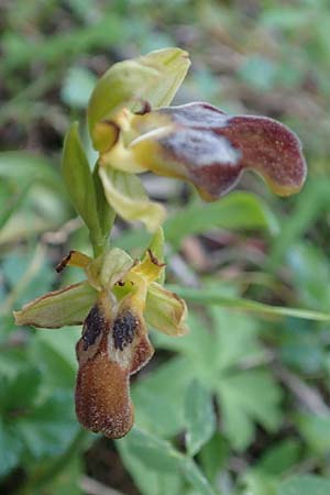 Ophrys parosica / Paros Orchid, Samos,  Potami 15.4.2017 