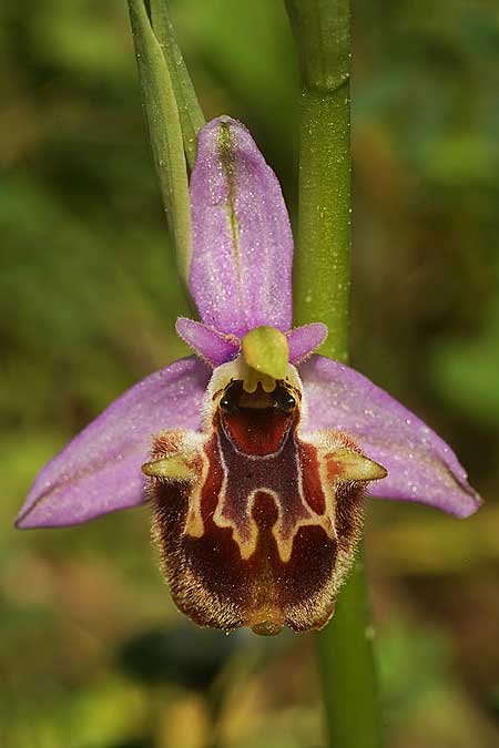 Ophrys samiotissa \ Samiotische Ragwurz / Samian Bee Orchid, Samos,    18.4.2022 (Photo: Helmut Presser)