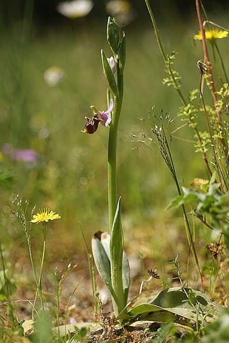 Ophrys samiotissa \ Samiotische Ragwurz / Samian Bee Orchid, Samos,    18.4.2022 (Photo: Helmut Presser)