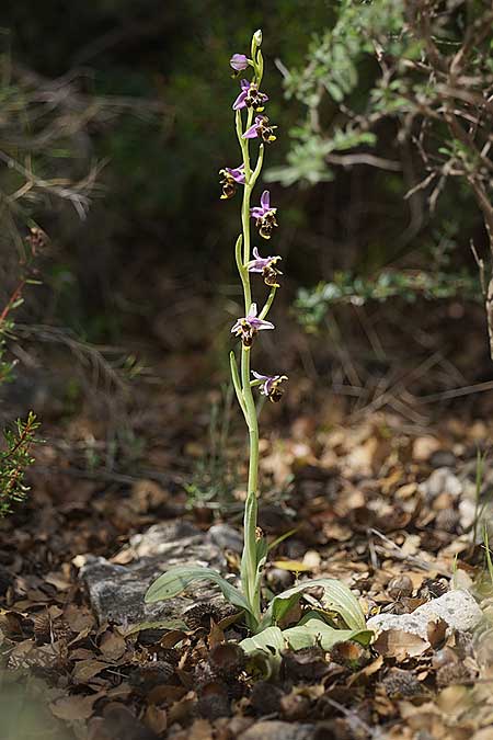 Ophrys samiotissa \ Samiotische Ragwurz / Samian Bee Orchid, Samos,    18.4.2022 (Photo: Helmut Presser)