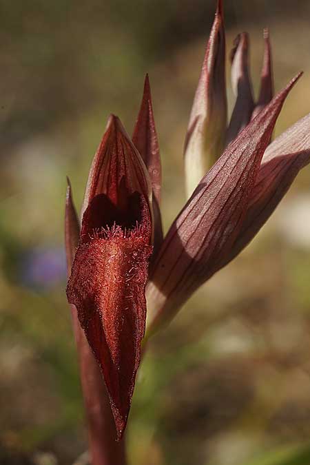 Serapias orientalis subsp. cycladum \ Kykladen-Zungenständel, Ikaria,  Süden 12.4.2022 (Photo: Helmut Presser)