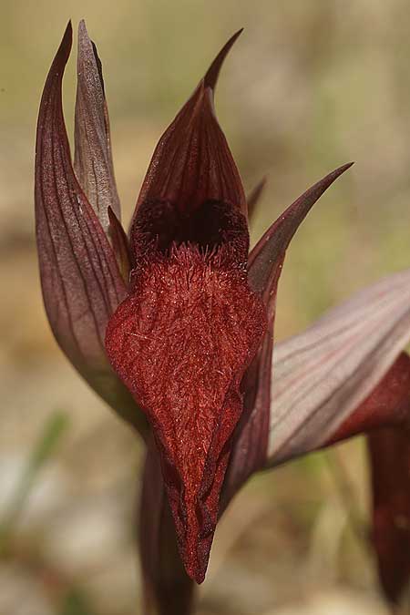 Serapias orientalis subsp. cycladum \ Kykladen-Zungenständel, Ikaria,  Süden 12.4.2022 (Photo: Helmut Presser)