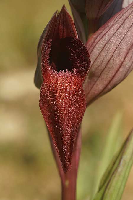 Serapias orientalis subsp. cycladum \ Kykladen-Zungenständel, Ikaria,  Süden 12.4.2022 (Photo: Helmut Presser)