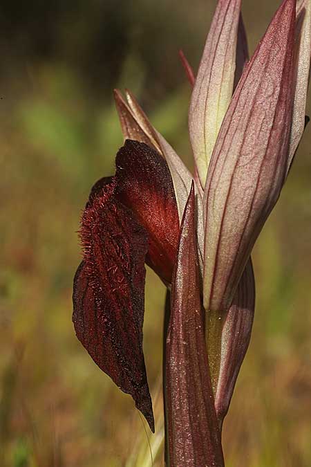 Serapias orientalis subsp. cycladum \ Kykladen-Zungenständel, Ikaria,  Süden 12.4.2022 (Photo: Helmut Presser)