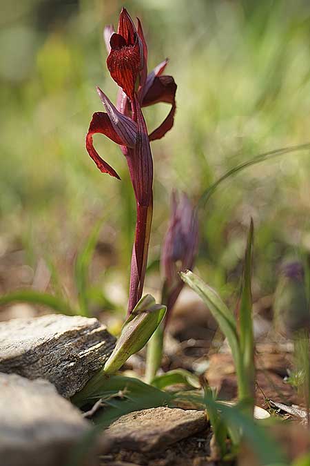 Serapias orientalis subsp. cycladum \ Kykladen-Zungenständel, Ikaria,  Süden 12.4.2022 (Photo: Helmut Presser)