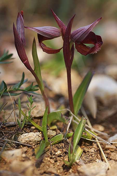 Serapias orientalis subsp. cycladum \ Kykladen-Zungenständel, Ikaria,  Süden 12.4.2022 (Photo: Helmut Presser)