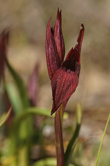 Serapias orientalis subsp. cycladum \ Kykladen-Zungenständel, Ikaria,  Süden 12.4.2022 (Photo: Helmut Presser)