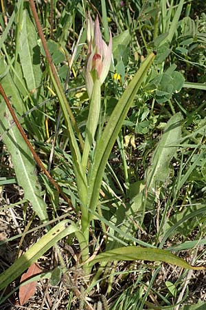 Serapias parviflora \ Kleinblütiger Zungenständel, Samos,  Psili Ammos 16.4.2017 
