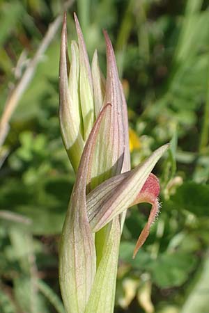 Serapias parviflora \ Kleinblütiger Zungenständel, Samos,  Psili Ammos 16.4.2017 