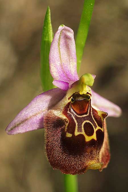 Ophrys holoserica subsp. vanbruggeniana \ Van-Bruggen-Ragwurz / Van Bruggen's Bee Orchid, Samos,  Südosten/Southeast 22.4.2022 (Photo: Helmut Presser)