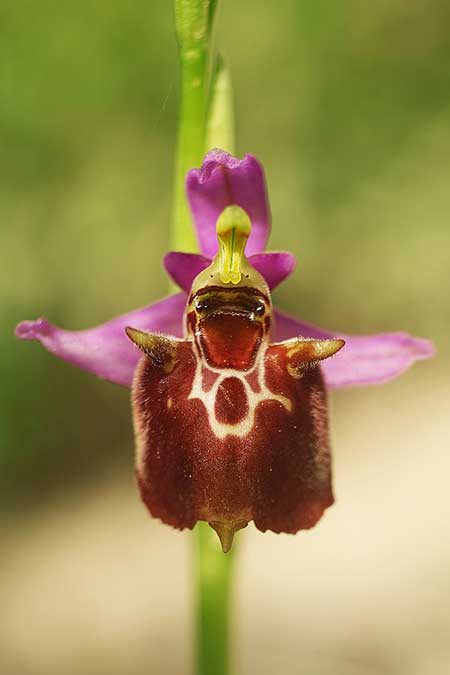 Ophrys holoserica subsp. vanbruggeniana \ Van-Bruggen-Ragwurz / Van Bruggen's Bee Orchid, Samos,  Südosten/Southeast 22.4.2022 (Photo: Helmut Presser)