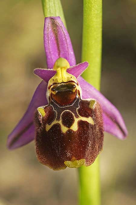 Ophrys holoserica subsp. vanbruggeniana \ Van-Bruggen-Ragwurz / Van Bruggen's Bee Orchid, Samos,  Südosten/Southeast 22.4.2022 (Photo: Helmut Presser)