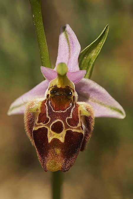 Ophrys holoserica subsp. vanbruggeniana \ Van-Bruggen-Ragwurz / Van Bruggen's Bee Orchid, Samos,  Südosten/Southeast 22.4.2022 (Photo: Helmut Presser)