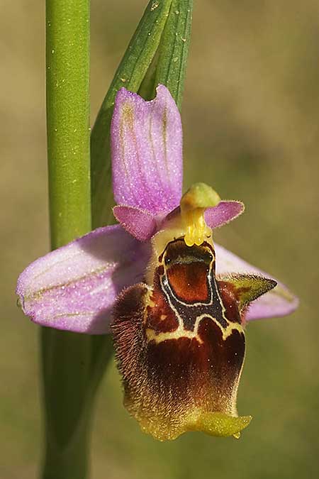 Ophrys holoserica subsp. vanbruggeniana \ Van-Bruggen-Ragwurz / Van Bruggen's Bee Orchid, Samos,  Südosten/Southeast 22.4.2022 (Photo: Helmut Presser)