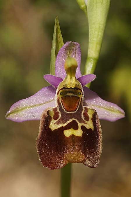 Ophrys holoserica subsp. vanbruggeniana \ Van-Bruggen-Ragwurz / Van Bruggen's Bee Orchid, Samos,  Südosten/Southeast 22.4.2022 (Photo: Helmut Presser)