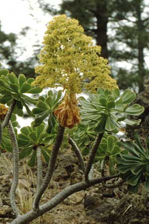 Aeonium arboreum subsp. holochrysum \ Goldgelbe Greenovia / Yellow Aeonium, Teneriffa Chio 11.2.1989