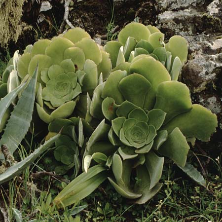 Aeonium cuneatum ? \ Keilbl&auml;ttrige Greenovia / Cuneate Aeonium, Teneriffa Masca 14.2.1989