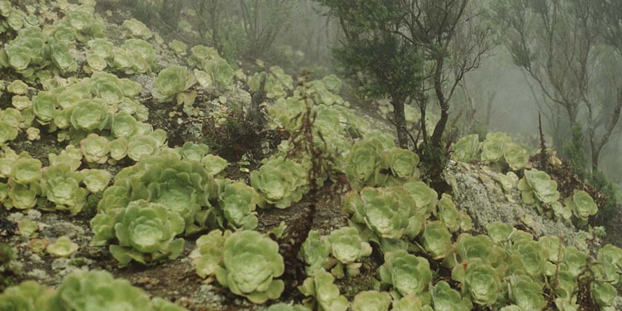 Aeonium cuneatum ? \ Keilbl&auml;ttrige Greenovia / Cuneate Aeonium, Teneriffa Anaga 16.2.1989