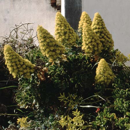 Aeonium arboreum subsp. holochrysum \ Goldgelbe Greenovia / Yellow Aeonium, Teneriffa Vilaflor 15.2.1989