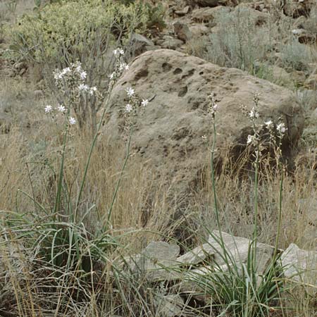 Asphodelus ramosus \ �stiger Affodill / Branched Asphodel, Teneriffa El Conde 12.2.1989