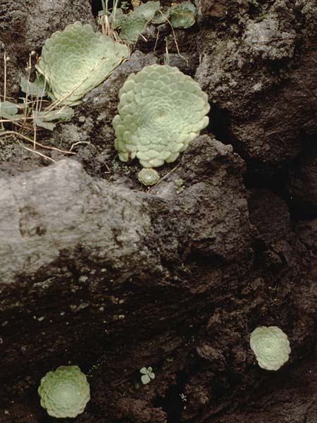Aeonium tabulaeforme \ Tellerf&ouml;rmige Greenovia / Plate-Shaped Aeonium, Teneriffa Icod de los Vinos 14.2.1989