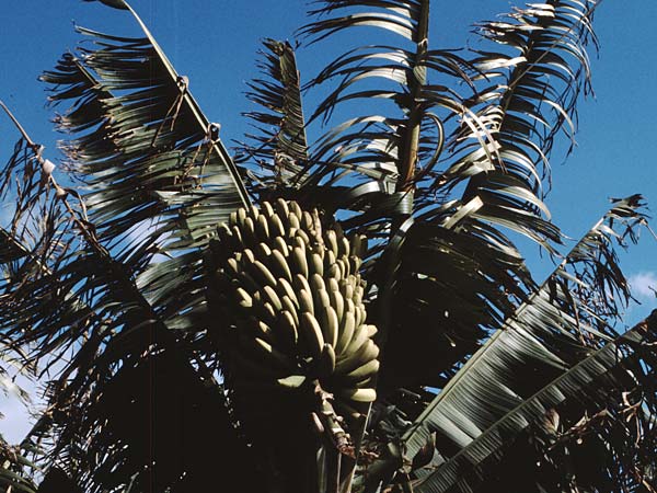 Musa acuminata \ Dessert-Banane / Dessert Banana, Teneriffa El Conde 12.2.1989