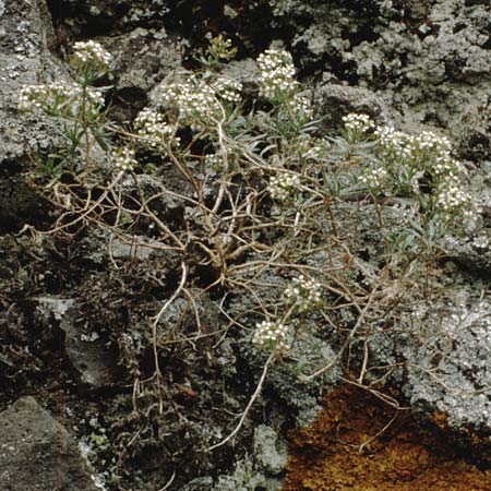 Lobularia intermedia \ Kanaren-Silberkraut / Canary Island Alison, Teneriffa Aguamansa 18.2.1989