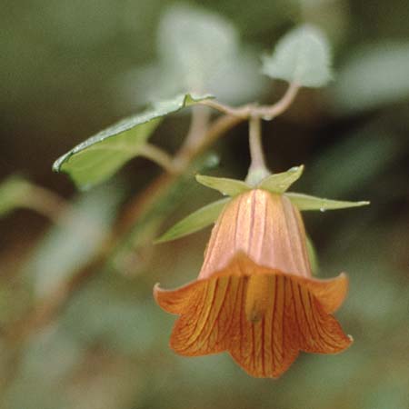 Canarina canariensis \ Kanaren-Glockenblume / Canary Island Bellflower, Teneriffa Anaga 16.2.1989