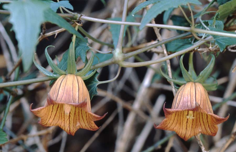 Canarina canariensis \ Kanaren-Glockenblume / Canary Island Bellflower, Teneriffa Anaga 1.1.2005