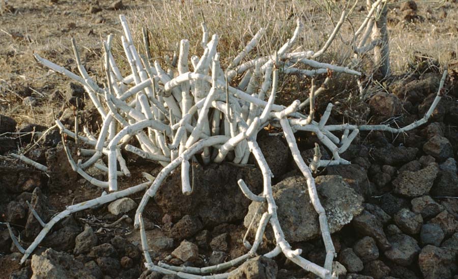 Ceropegia fusca \ Rotbraune Leuchterblume / Brown-Flowered Wax-Plant, Teneriffa El Conde 12.2.1989