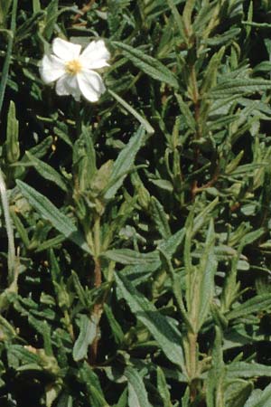 Cistus monspeliensis \ Montpellier-Zistrose / Montpellier Cistus, Teneriffa Guia de Isora 20.2.1989