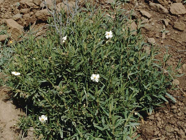 Cistus monspeliensis \ Montpellier-Zistrose / Montpellier Cistus, Teneriffa Guia de Isora 20.2.1989