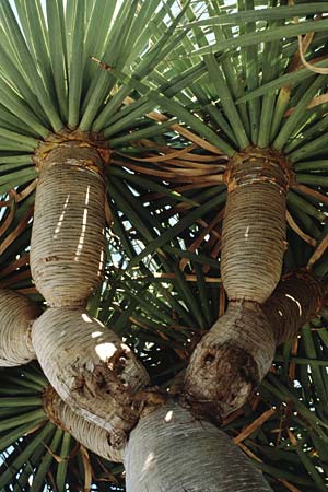 Dracaena draco \ Kanarischer Drachenbaum / Dragon Tree, Teneriffa Puerto de la Cruz 9.2.1989
