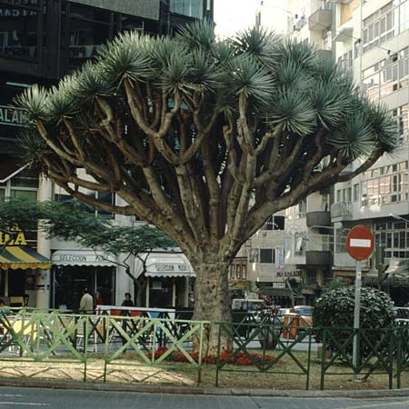 Dracaena draco \ Kanarischer Drachenbaum / Dragon Tree, Teneriffa Santa Cruz 10.2.1989