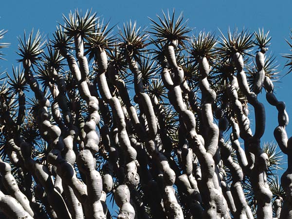 Dracaena draco \ Kanarischer Drachenbaum / Dragon Tree, Teneriffa La Laguna 10.2.1989