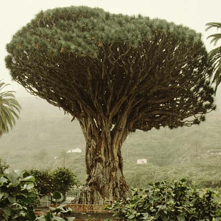 Dracaena draco \ Kanarischer Drachenbaum / Dragon Tree, Teneriffa Icod de los Vinos 14.2.1989