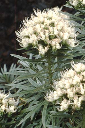 Echium leucophaeum \ Wei&szlig;brauner Natternkopf / White-Brown Bugloss, Teneriffa Anaga 16.2.1989