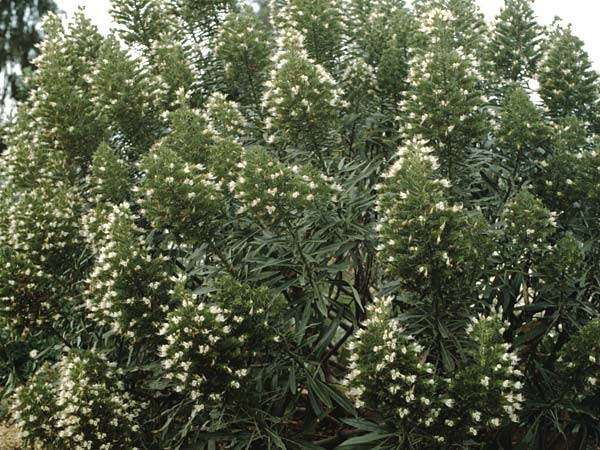 Echium giganteum ? \ Riesengro&szlig;er Natternkopf / Giant Bugloss, Teneriffa Puerto de la Cruz 9.2.1989