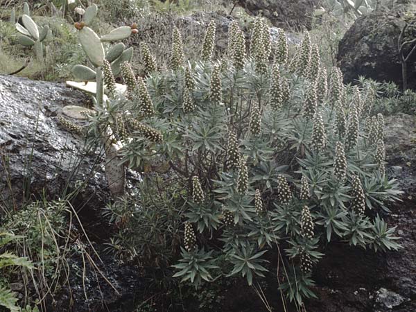 Echium strictum \ Steifer Natternkopf / Bugloss, Teneriffa Icod de los Vinos 14.2.1989