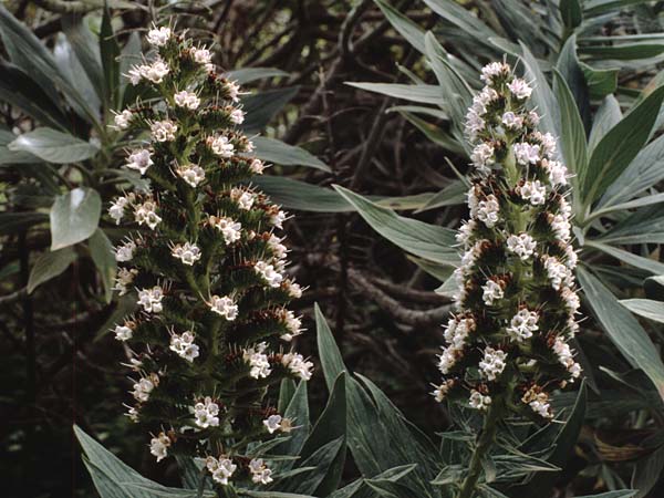 Echium strictum \ Steifer Natternkopf / Bugloss, Teneriffa Icod de los Vinos 14.2.1989
